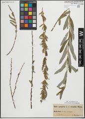 Foto von Salix purpurea L.